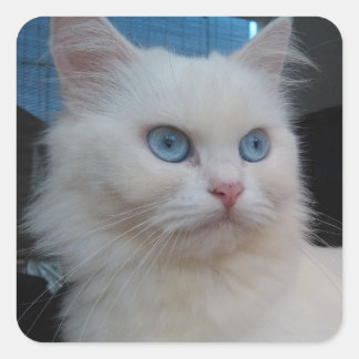 White Kitty Cat with Blue Eyes Square Sticker