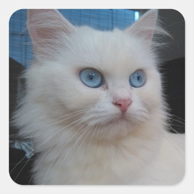White Kitty Cat with Blue Eyes Square Sticker (Front)