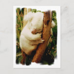 White Koala Bear Postcard