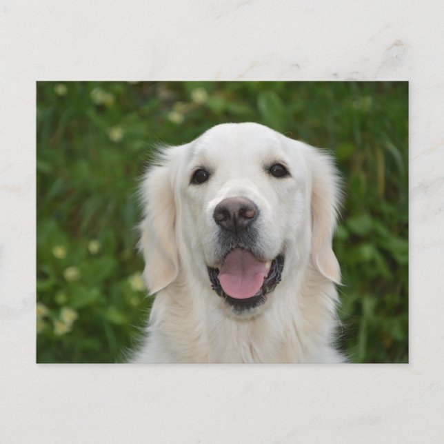 White Labrador Retriever Dog Postcard (Front)