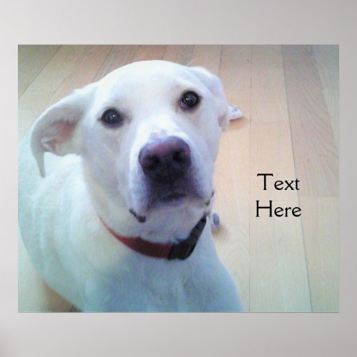 White Labrador Retriever Mix Dog With Sweet Face Poster