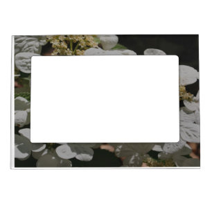 White Lace Cap Hydrangea Flowers  Magnetic Frame