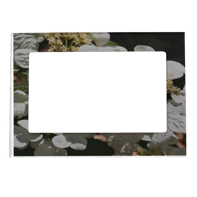 White Lace Cap Hydrangea Flowers  Magnetic Frame (Front)