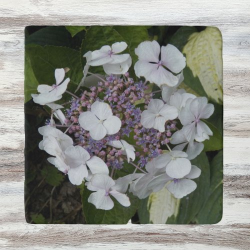 White Lacecap Hydrangea Floral Trivet