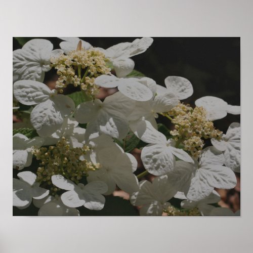 White Lacecap Hydrangea Flowers Poster