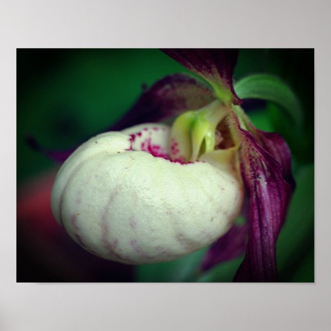 White Lady Slipper Orchid Flower Close Up  Poster (Front)