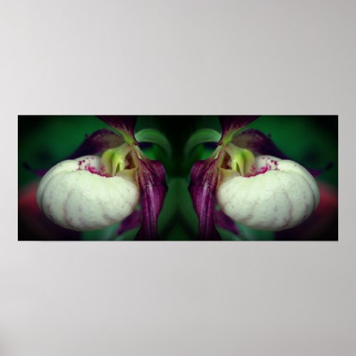 White Lady Slipper Orchid Flower Mirrored Poster