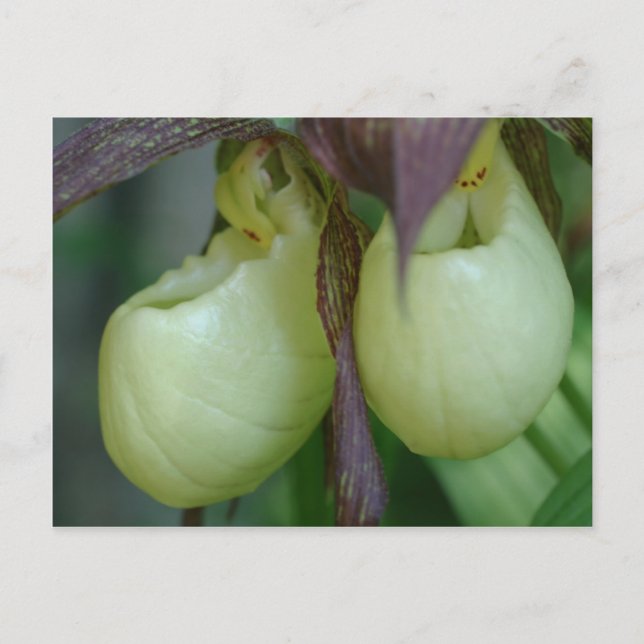 White Lady Slipper Orchid Pair Flower Postcard (Front)