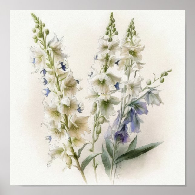 White Larkspur Flower Art Print Poster (Front)