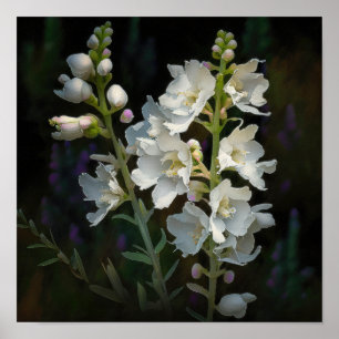 White Larkspur Flower Art Print Poster