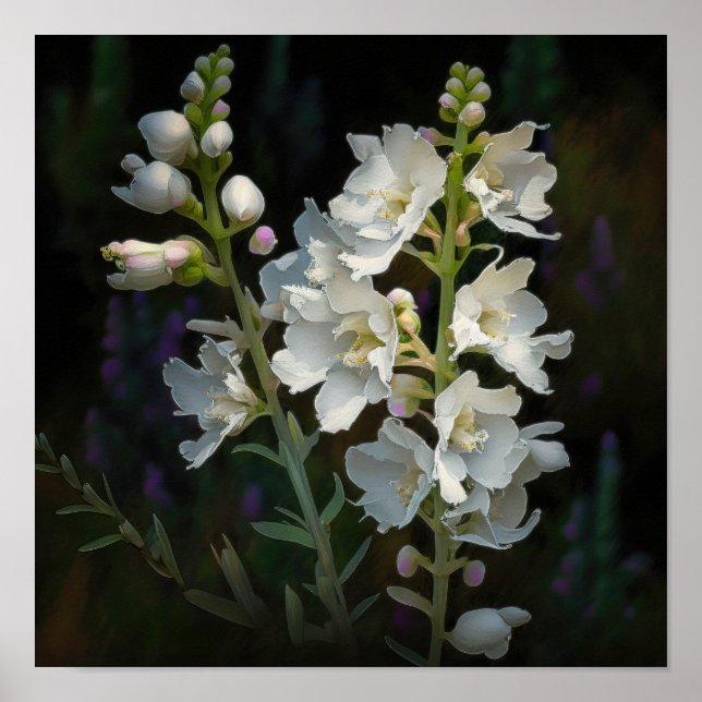 White Larkspur Flower Art Print Poster (Front)