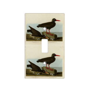 White-legged Oyster-catcher, Audubon Birds America Light Switch Cover