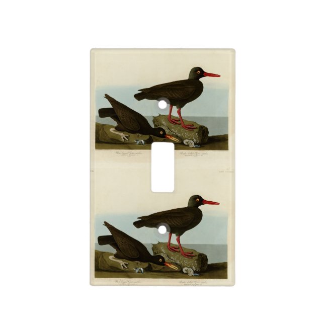 White-legged Oyster-catcher, Audubon Birds America Light Switch Cover (Front)