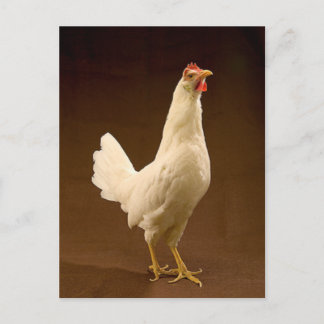 White Leghorn Chicken Postcard