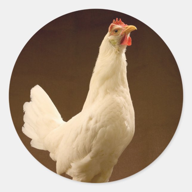 White Leghorn Hen Classic Round Sticker (Front)