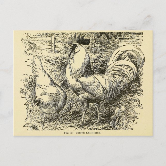 White Leghorn Postcard (Front)