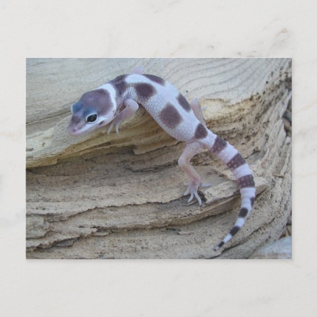 White Leopard Gecko Postcard (Front)