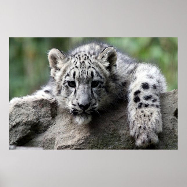 white Leopard poster (Front)