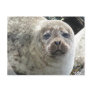 White Leopard Seal Postcard