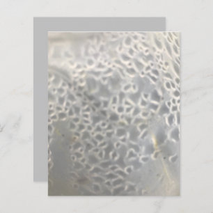 White Light Gray Bubbles Web Scrapbook Paper