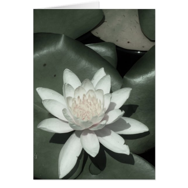white light  pink lotus water lily flower (Front)