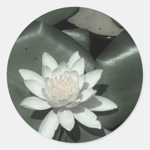 white light  pink lotus water lily flower classic round sticker