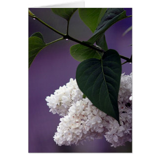 WHITE LILAC CARDS