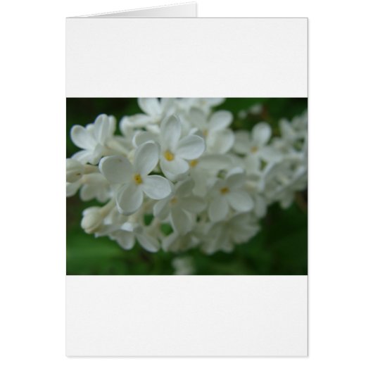 White Lilac Cards (Front)