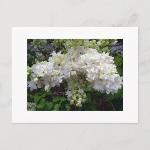 White Lilac Postcard