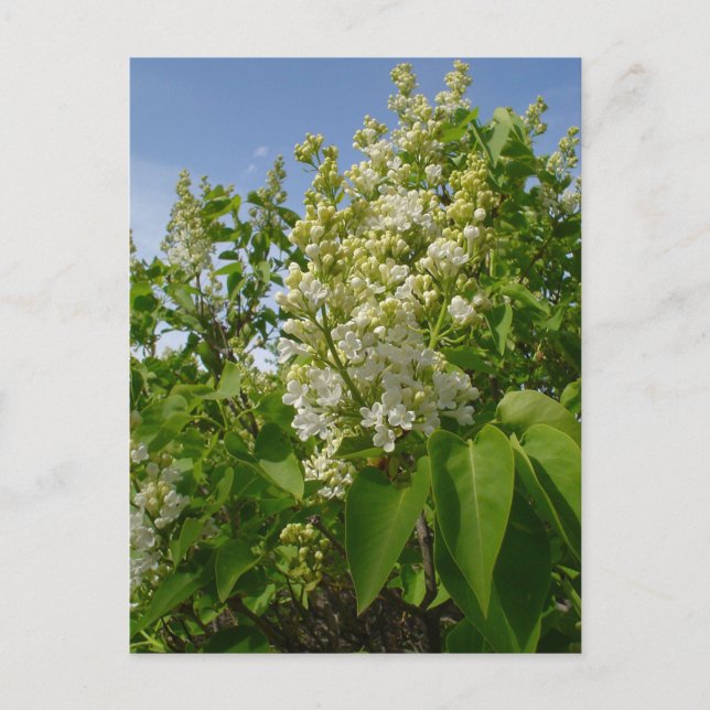 White Lilacs in Bloom Postcard (Front)