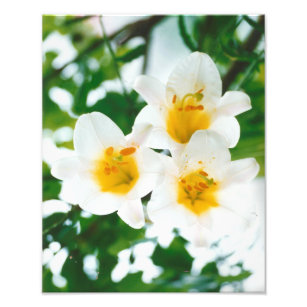 White lilies - Lilium candidum  Photo Print
