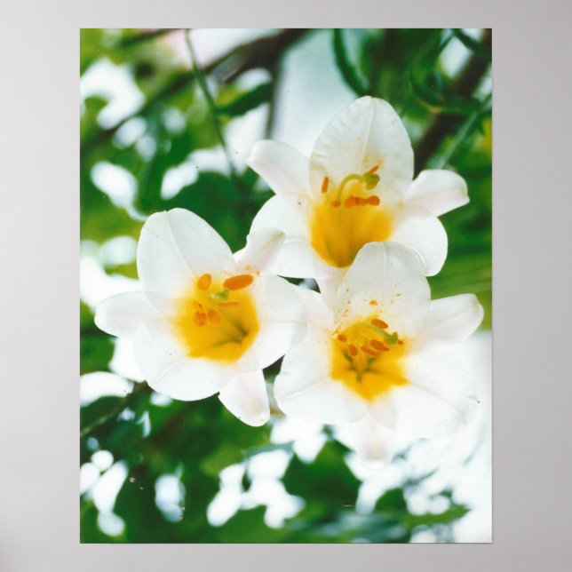 White lilies - Lilium candidum  Poster (Front)