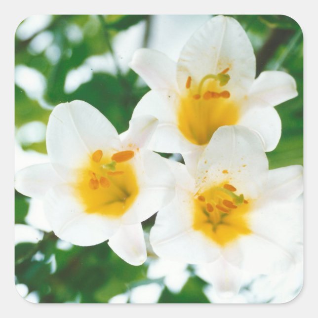 White Lilies - Lily Flower Lilium candidum  Square Sticker (Front)