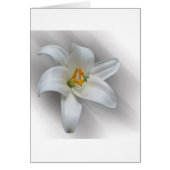 white lily (Front)