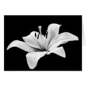 White lily (Front Horizontal)