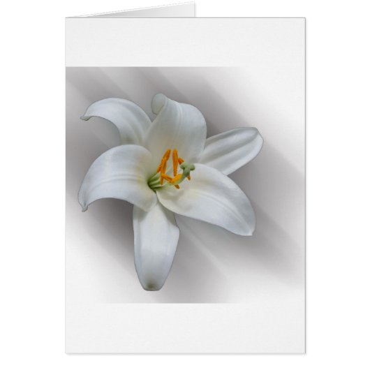 white lily cards (Front)