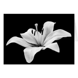 White lily cards