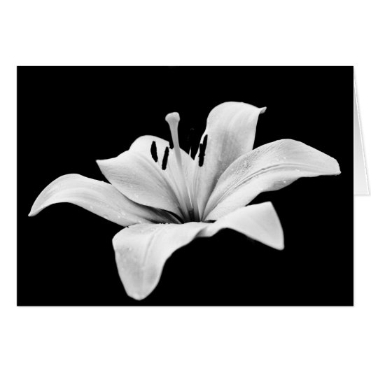 White lily cards (Front Horizontal)