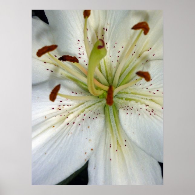 White Lily Close Up Poster (Front)