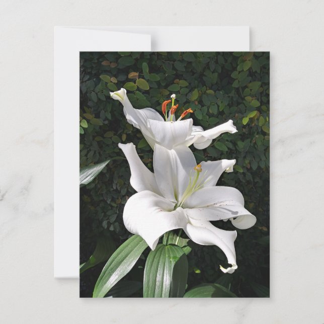 White Lily Dignity Note Card (Front)