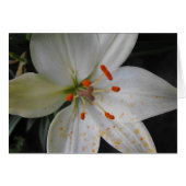white lily flower (Front Horizontal)