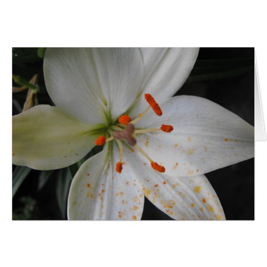 white lily flower (Front Horizontal)
