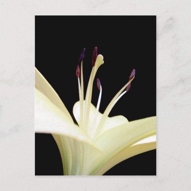 White Lily Flower Lilies Flowers Photo Postcard (Front)