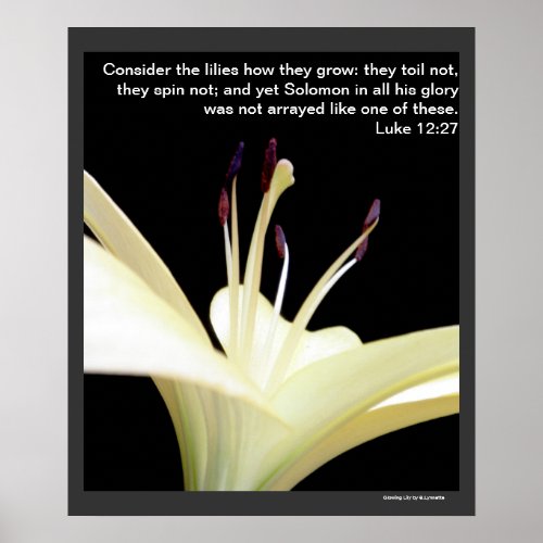 White Lily Flower Lilies Flowers Photo Poster