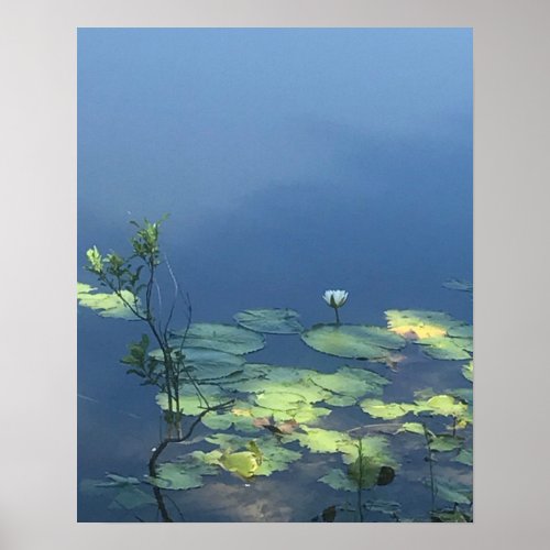 White Lily Flower on Blue Water Poster