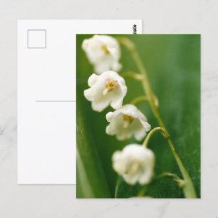 White Lily of the valley (Convallaria majalis)  Postcard