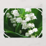White Lily of the Valley Postcard