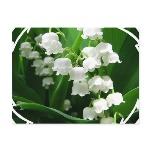 White Lily of the Valley Postcard