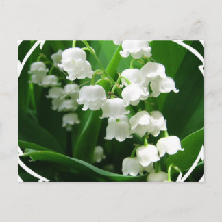White Lily of the Valley Postcard