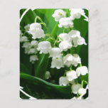 White Lily of the Valley Postcard